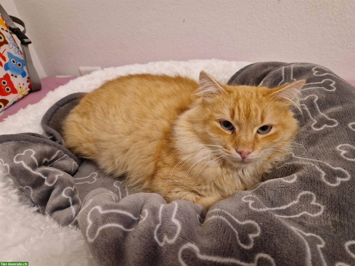 Bild 2: Kater MIKI sucht ein Für-immer-Zuhause