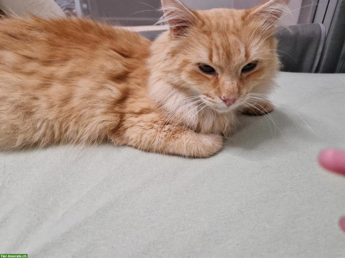 Bild 3: Kater MIKI sucht ein Für-immer-Zuhause