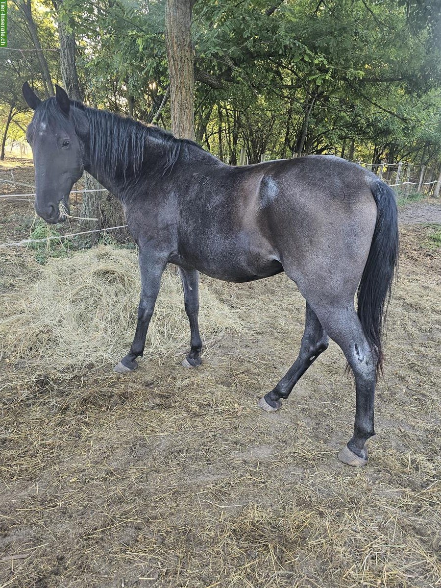 Lipizzaner Wallach, vielseitig, mit vollem Pedigree