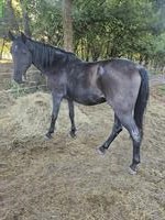 Lipizzaner Wallach, vielseitig, mit vollem Pedigree