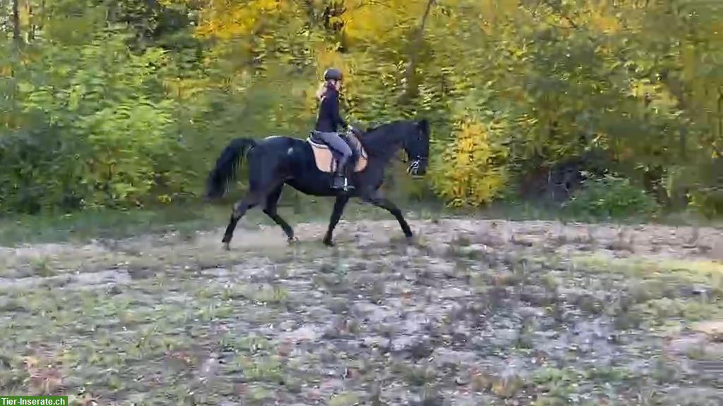 Bild 2: Lipizzaner Wallach, vielseitig, mit vollem Pedigree