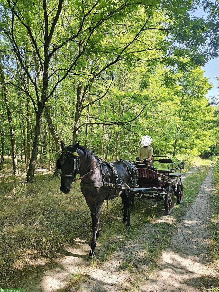 Bild 3: Lipizzaner Wallach, vielseitig, mit vollem Pedigree