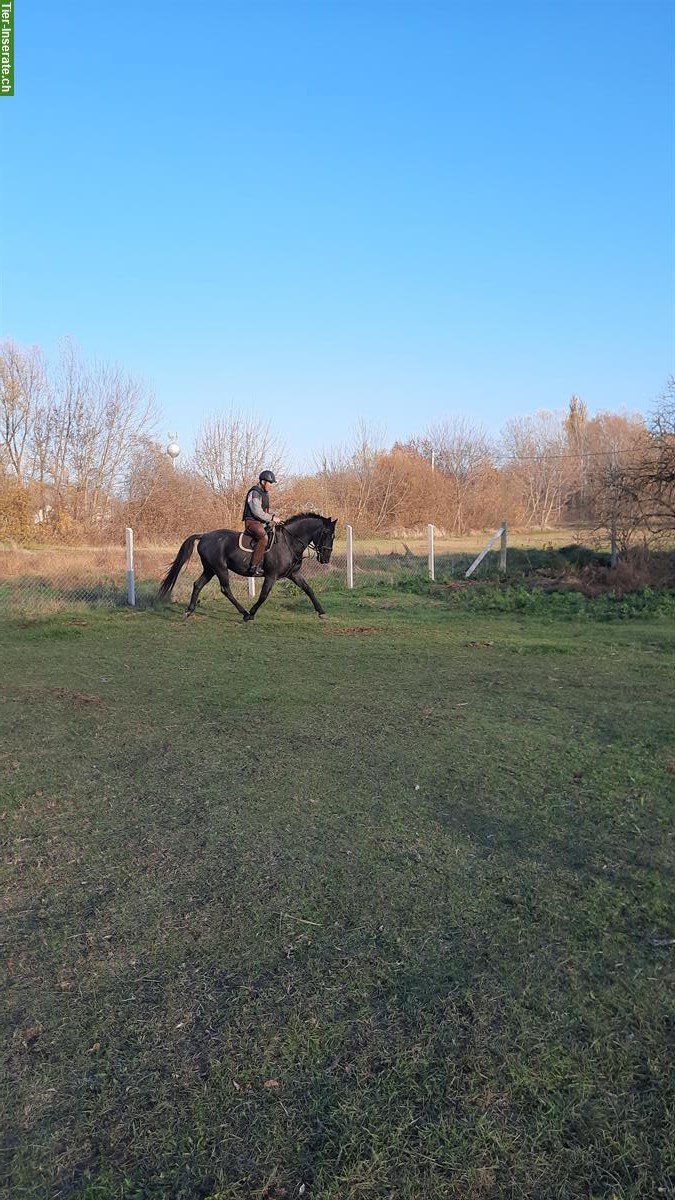 Bild 4: Lipizzaner Wallach, vielseitig, mit vollem Pedigree