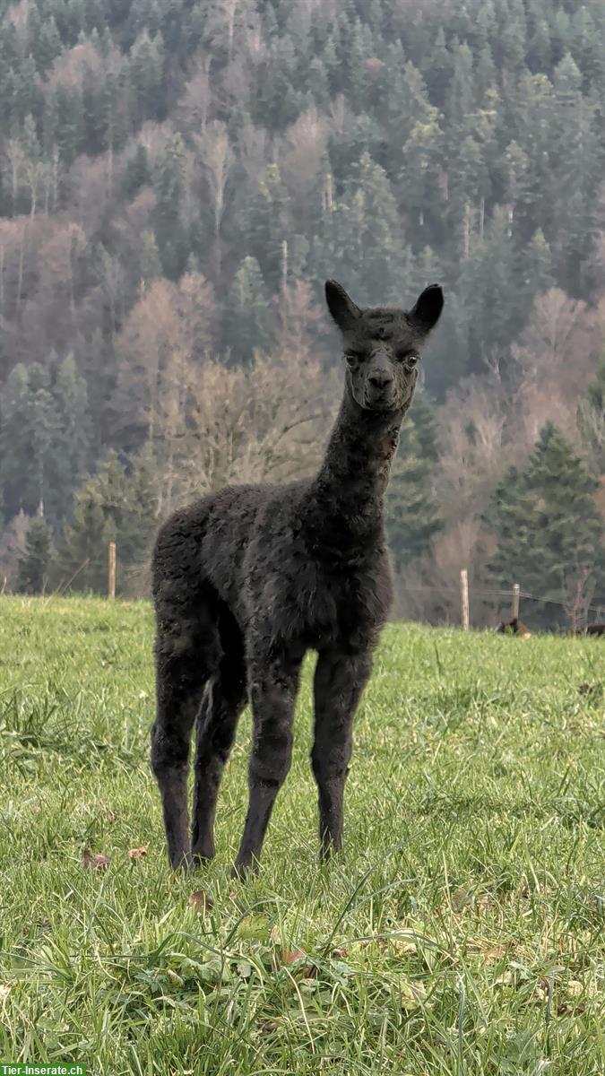 Alpaka Stute mit Cria (männlich) bei Fuss