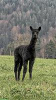 Alpaka Stute mit Cria (männlich) bei Fuss