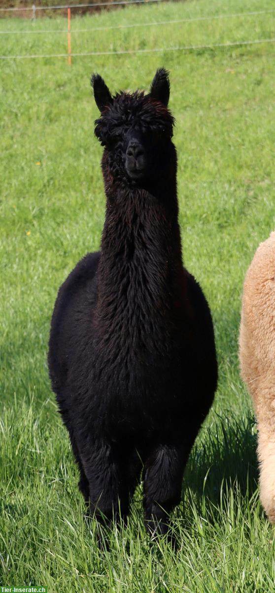 Bild 2: Alpaka Stute mit Cria (männlich) bei Fuss