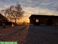 Offenstallplatz frei für Islandpferd, Wileroltigen BE