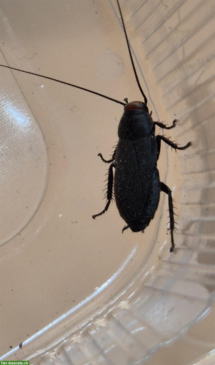 Rotkopfschaben (Oxyhaloa deusta) abzugeben