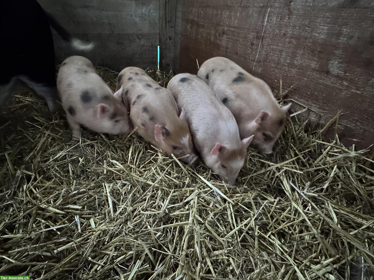 Mini-Schweine zu verkaufen, kastrierte Eber und Sauen