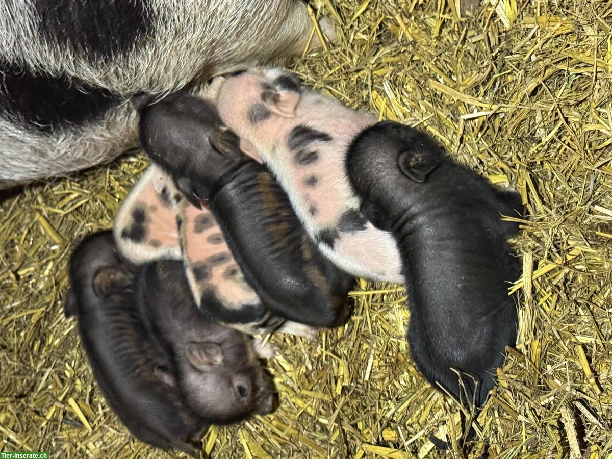 Bild 2: Mini-Schweine zu verkaufen, kastrierte Eber und Sauen
