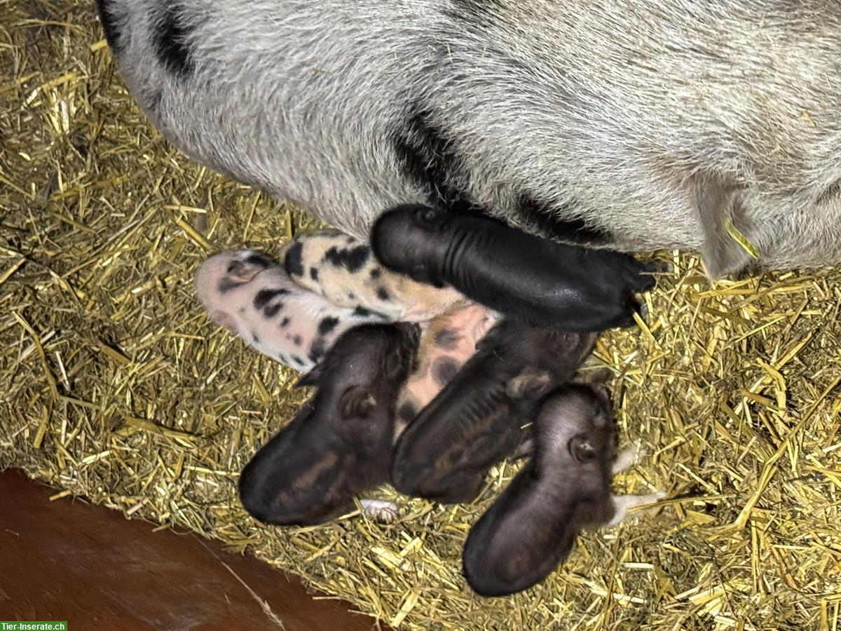 Bild 3: Mini-Schweine zu verkaufen, kastrierte Eber und Sauen