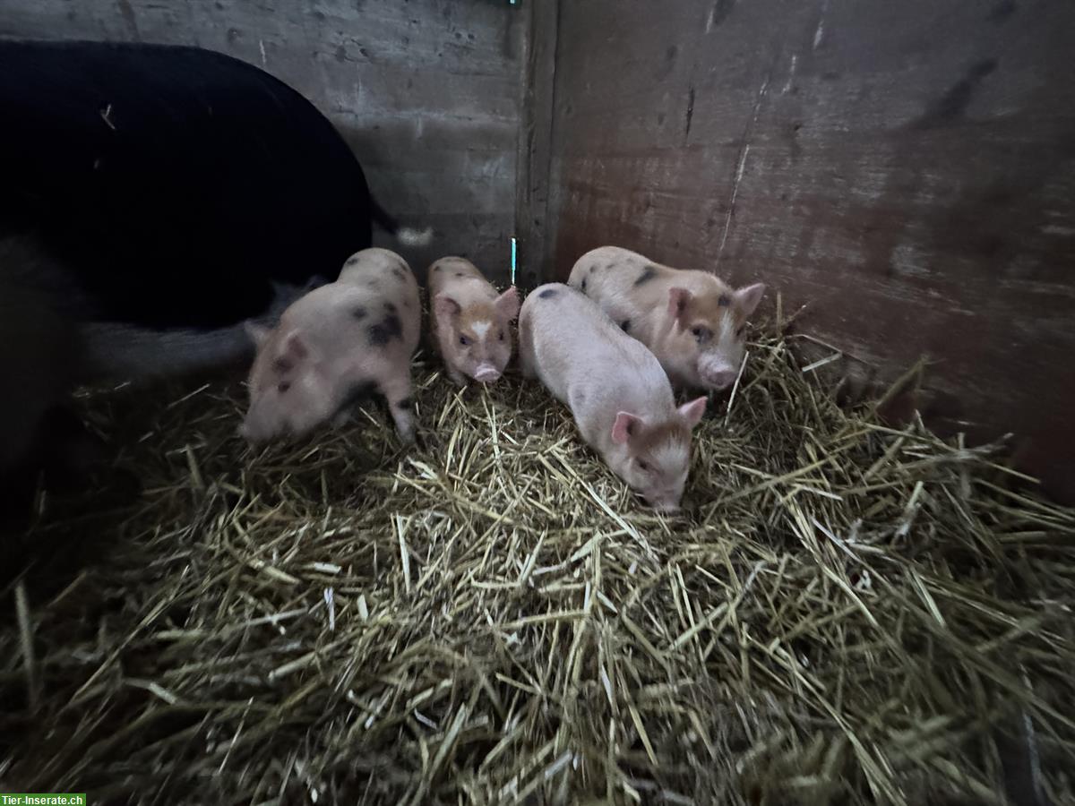 Bild 4: Mini-Schweine zu verkaufen, kastrierte Eber und Sauen