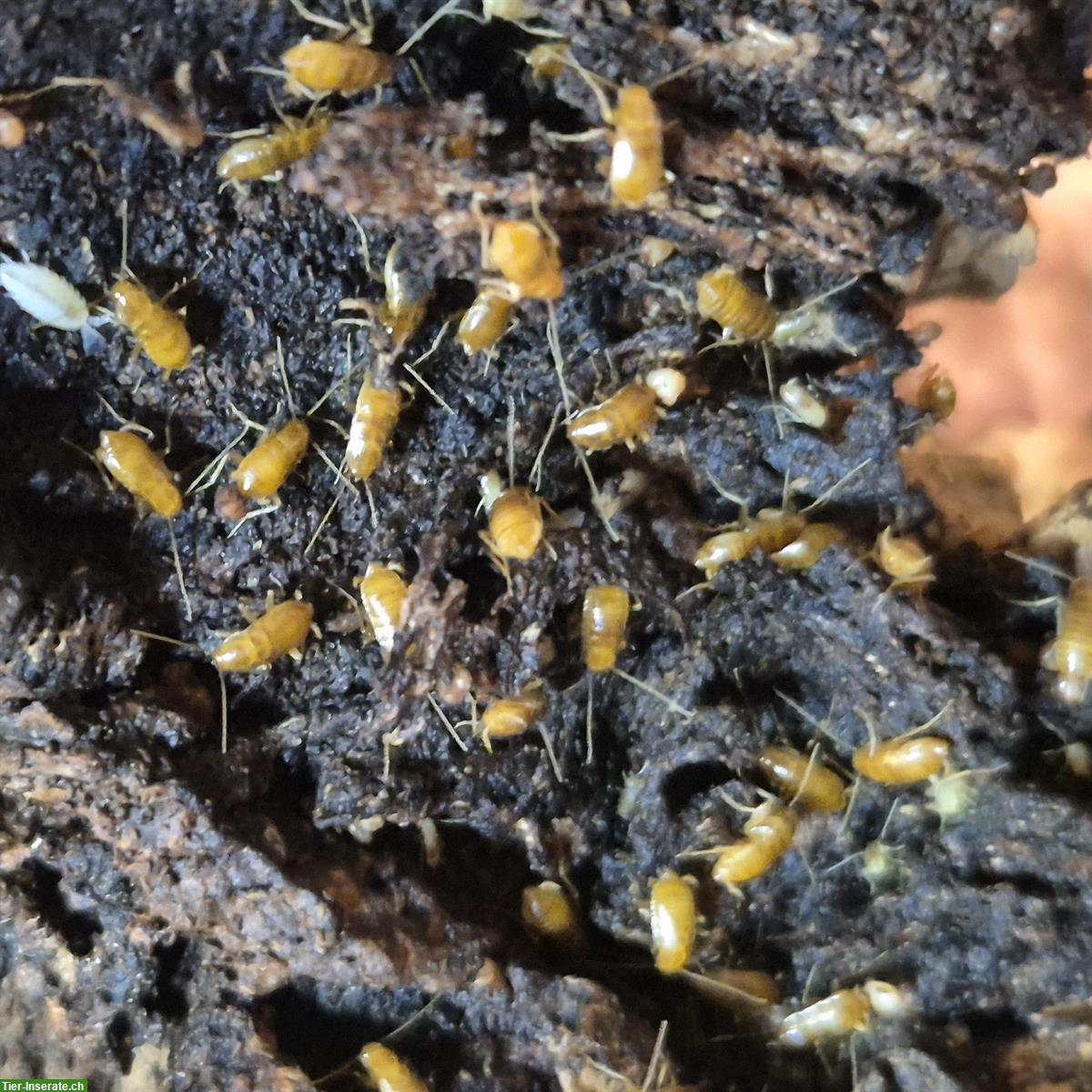 Microschaben Nocticola sp., Malaysia abzugeben