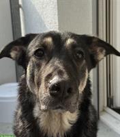 Liebevolle Hündin Akira sucht ein neues Zuhause