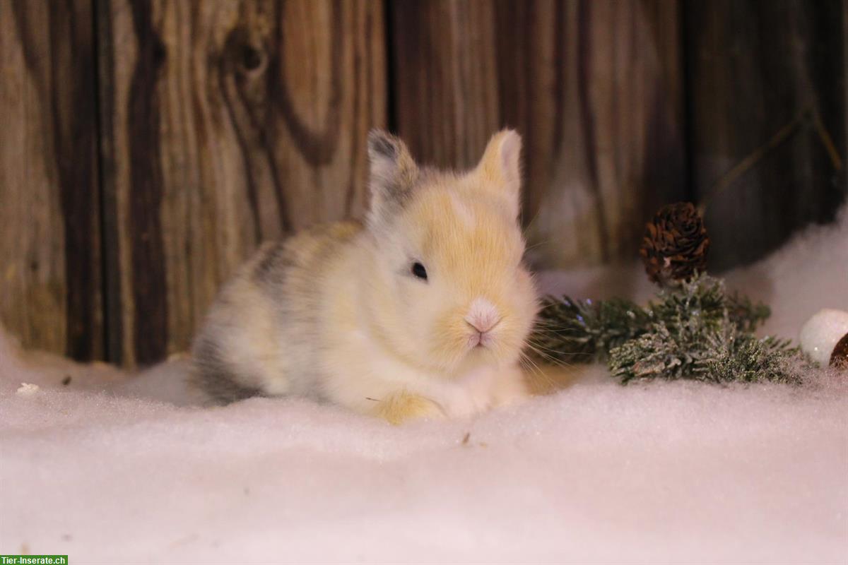 Junge Zwerghäsli auf Ende Januar abzugeben