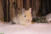 Junge Zwerghäsli auf Ende Januar abzugeben