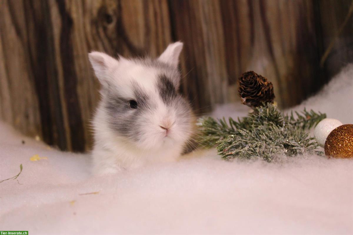 Bild 2: Junge Zwerghäsli auf Ende Januar abzugeben