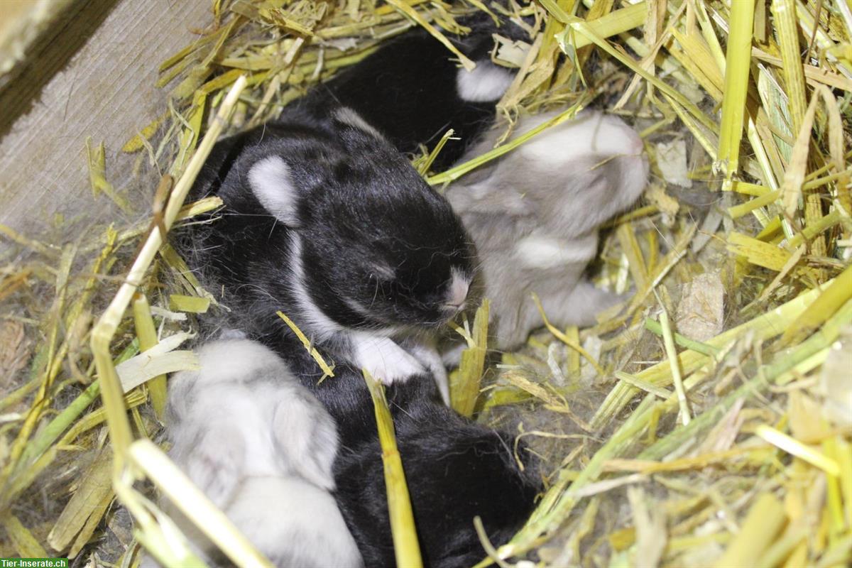 Bild 3: Junge Zwerghäsli auf Ende Januar abzugeben