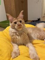 Reinrassiger Maine Coon Boy in red smoke sucht Lebensplatz