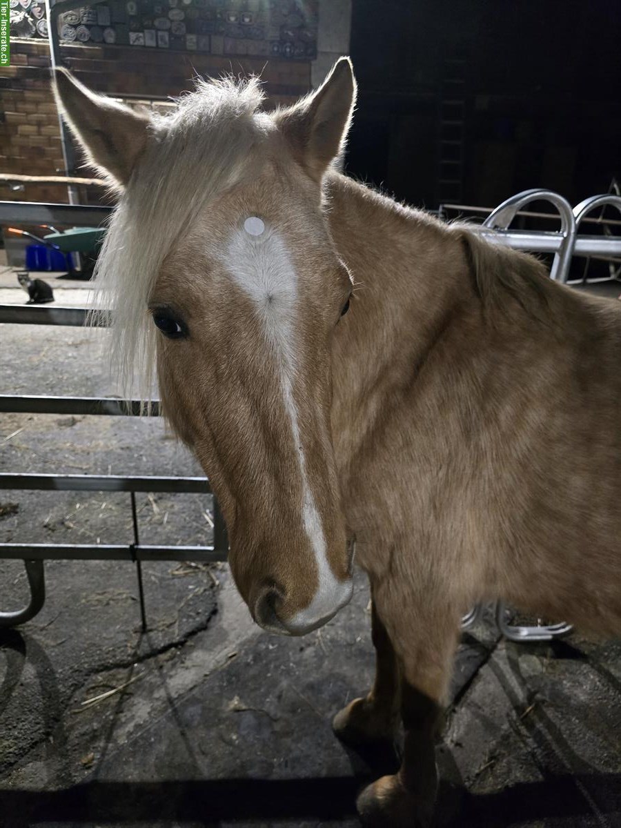 CH Pony Stute, 5-jährig zu verkaufen