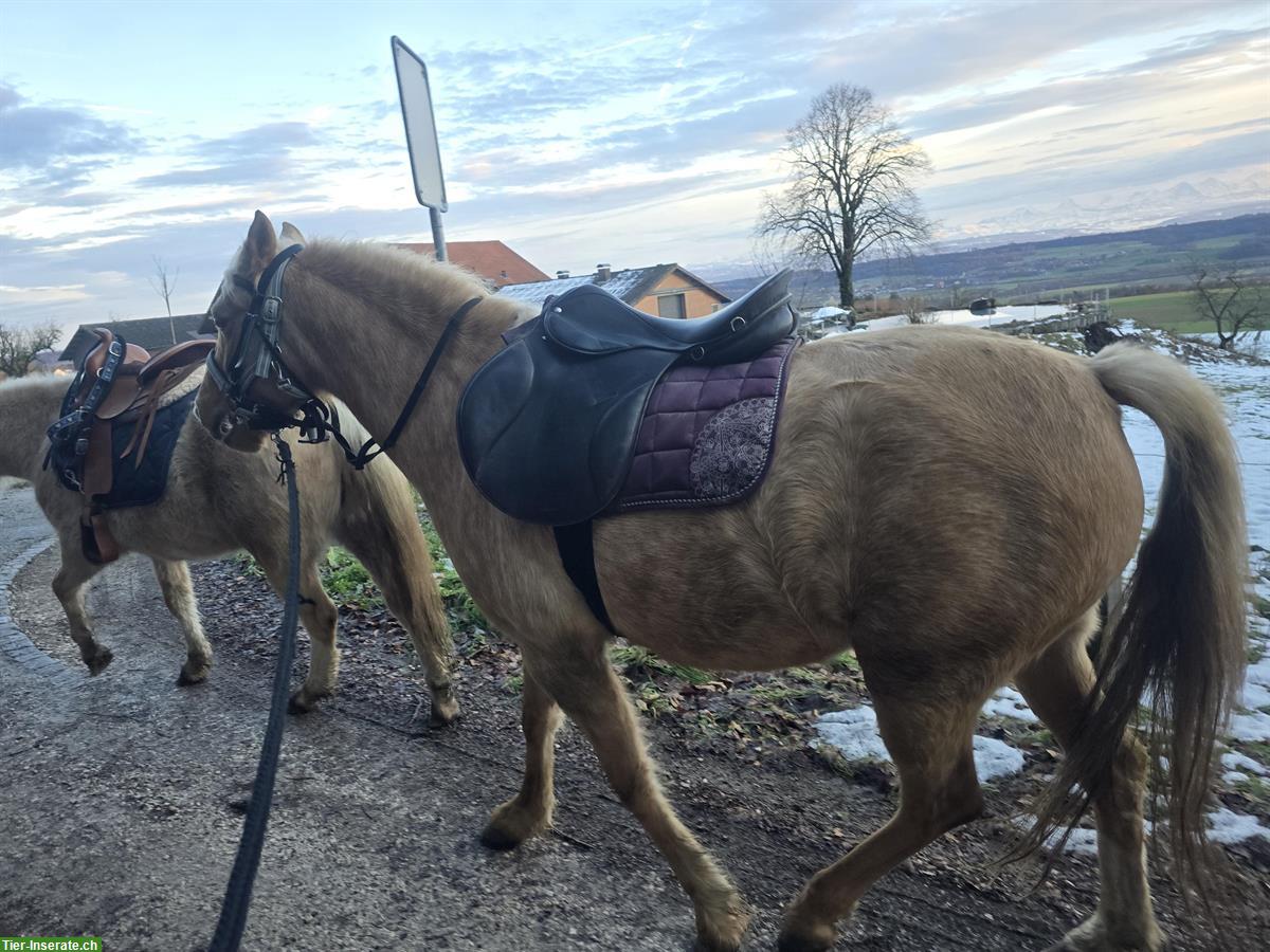 Bild 2: CH Pony Stute, 5-jährig zu verkaufen