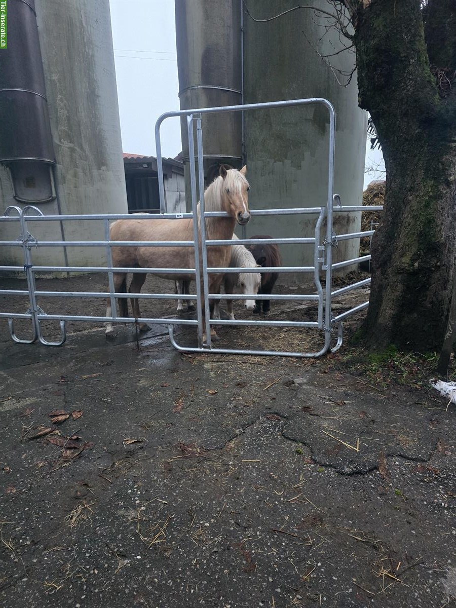 Bild 3: CH Pony Stute, 5-jährig zu verkaufen