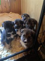 Husky x Sennenhund Mischlingswelpen