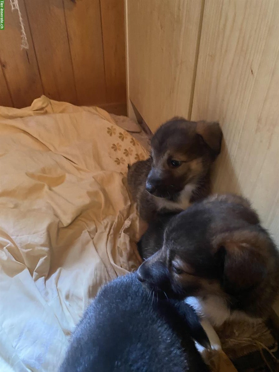 Bild 2: Husky x Sennenhund Mischlingswelpen