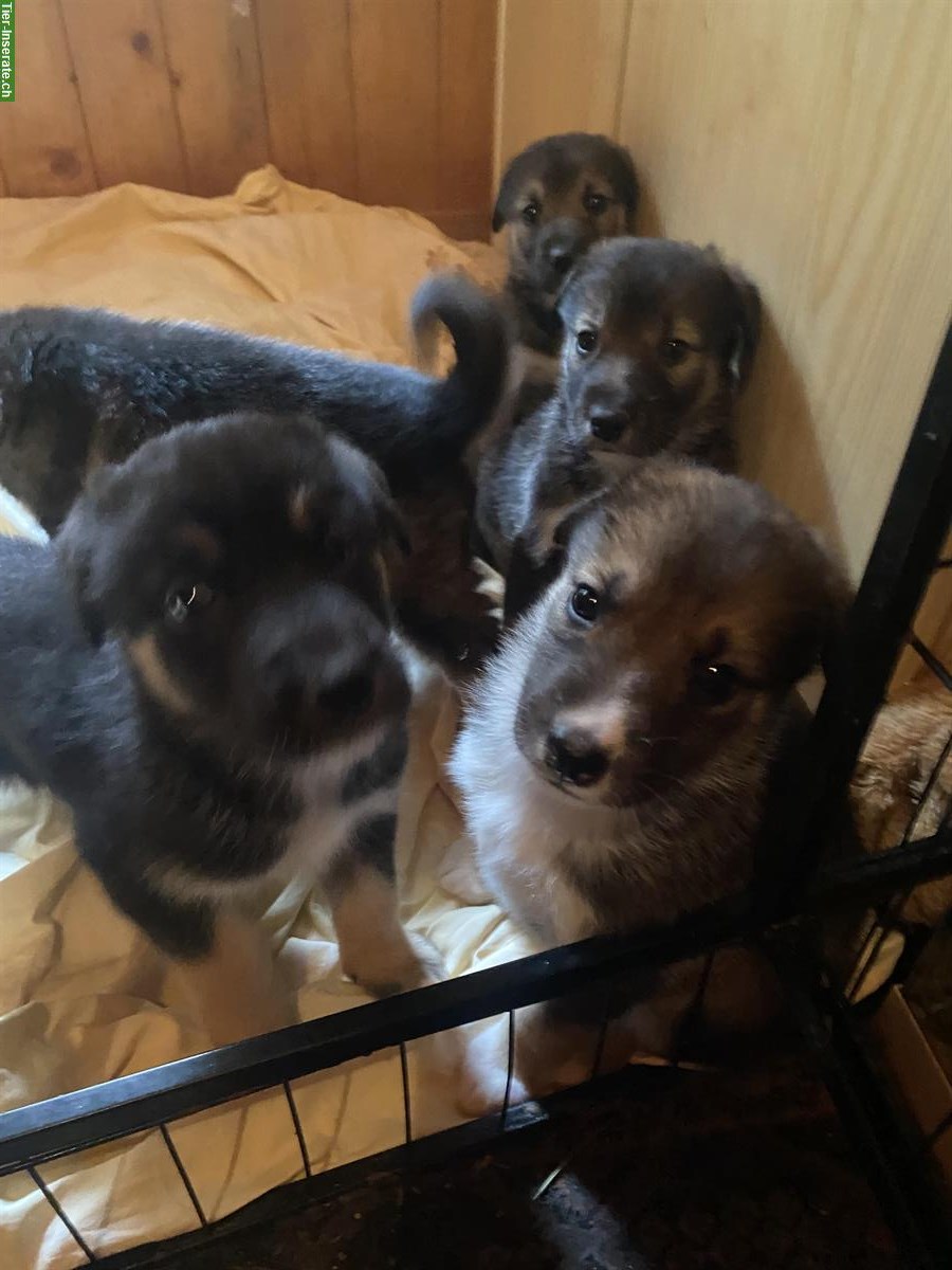 Bild 3: Husky x Sennenhund Mischlingswelpen