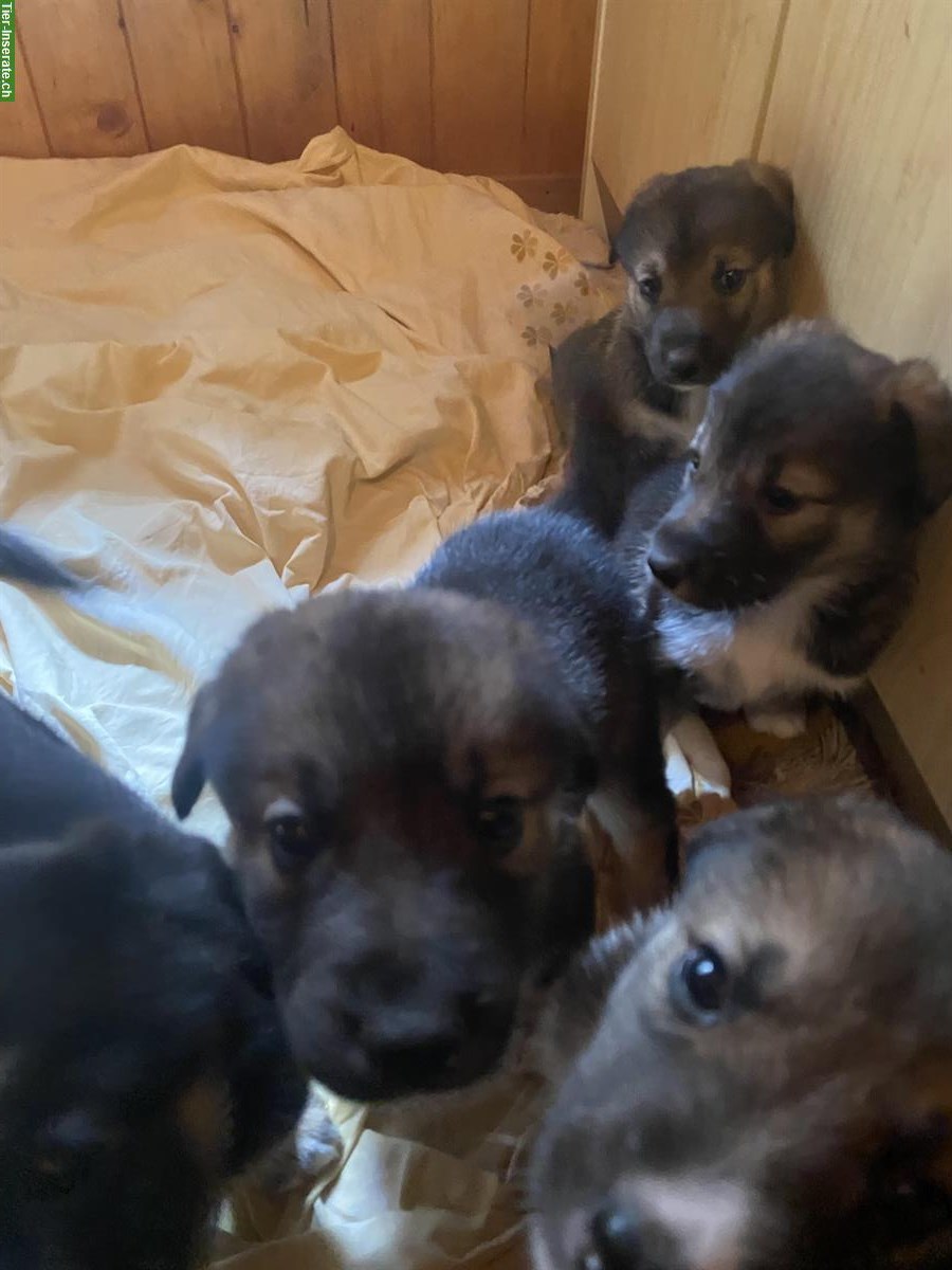 Bild 4: Husky x Sennenhund Mischlingswelpen