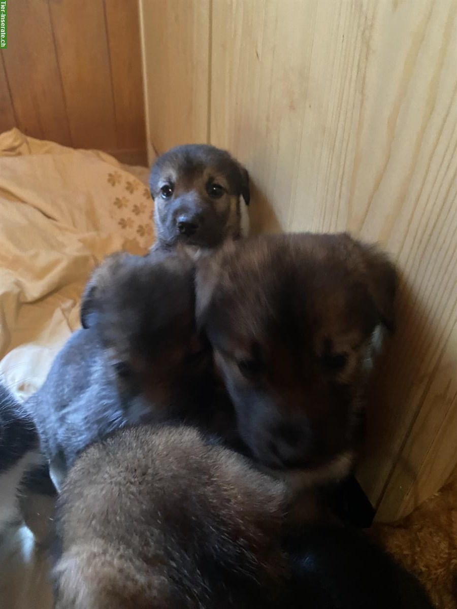 Bild 5: Husky x Sennenhund Mischlingswelpen