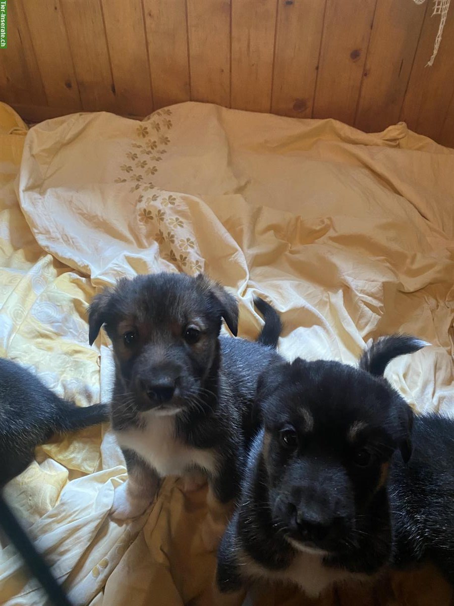 Bild 6: Husky x Sennenhund Mischlingswelpen