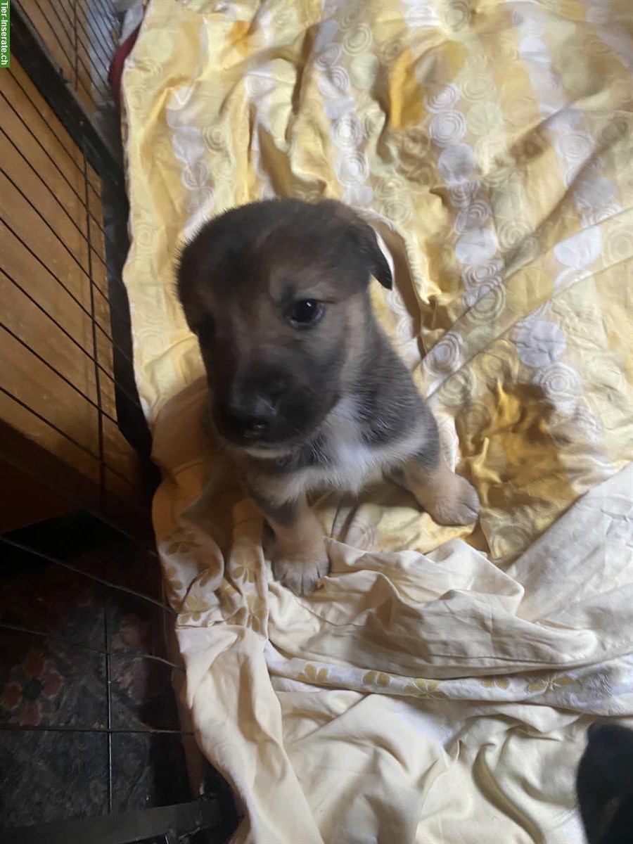 Bild 7: Husky x Sennenhund Mischlingswelpen