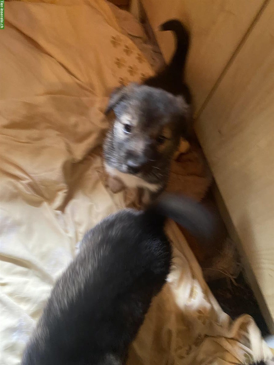 Bild 8: Husky x Sennenhund Mischlingswelpen