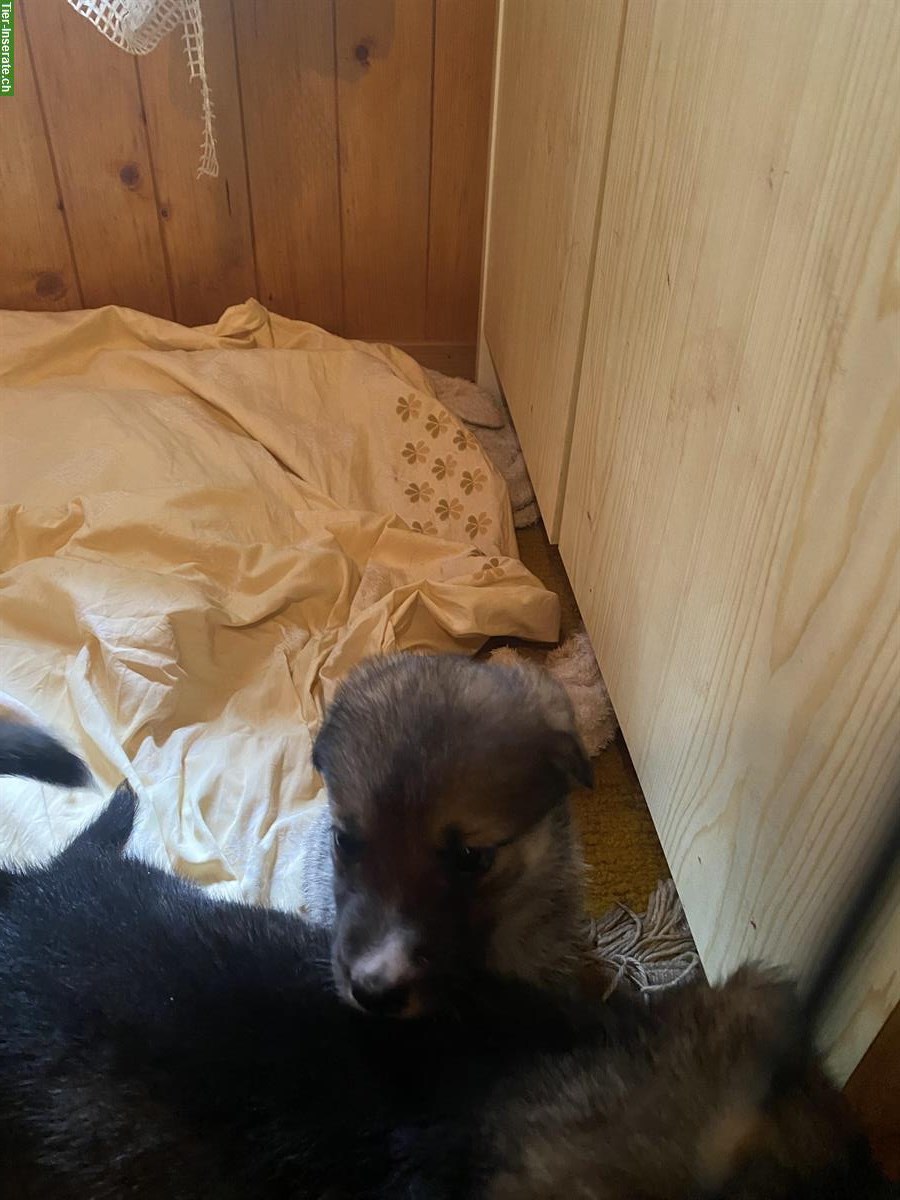 Bild 9: Husky x Sennenhund Mischlingswelpen