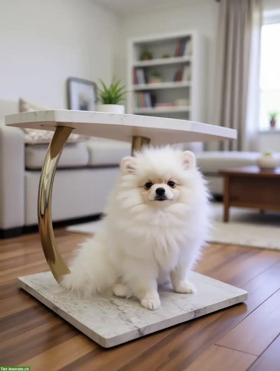 Pomeranian Welpen aus offizieller FCI-Hundezucht