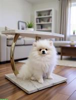 Pomeranian Welpen aus offizieller FCI-Hundezucht