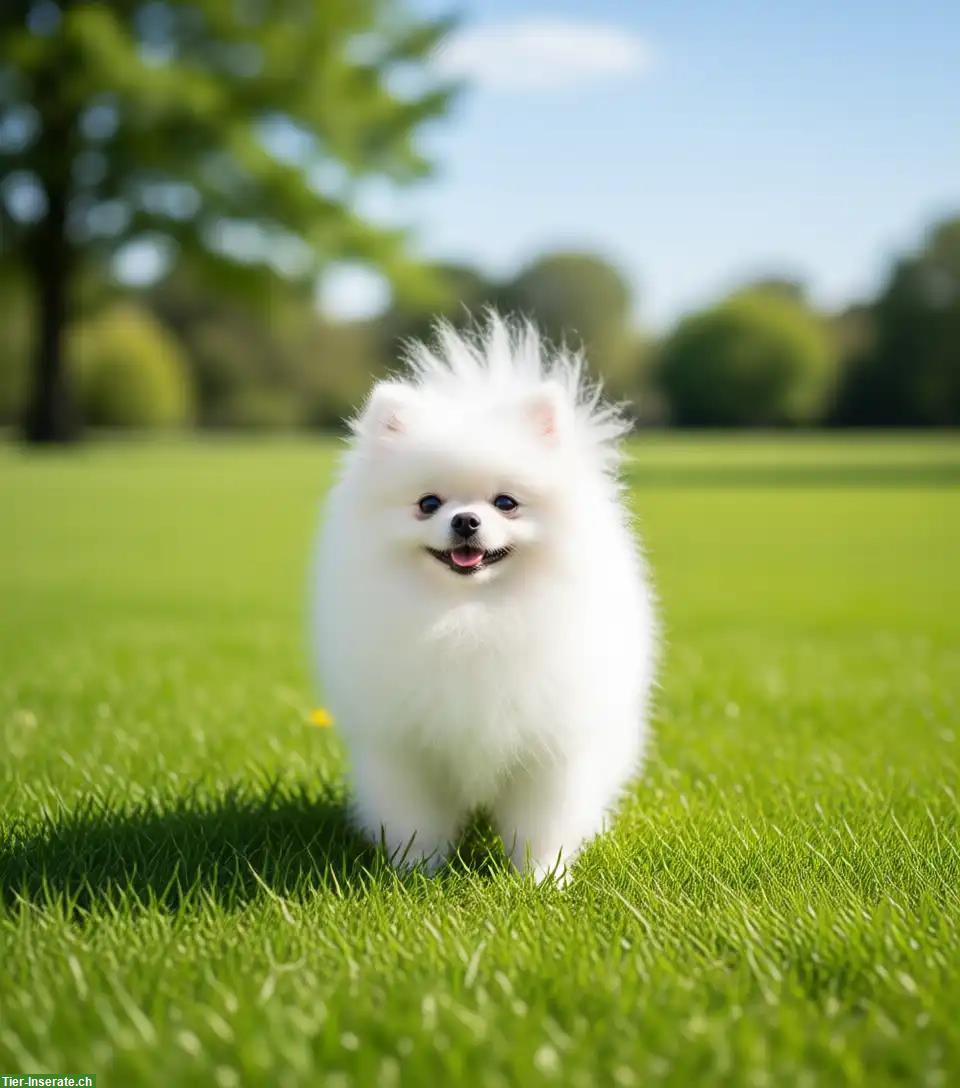 Bild 2: Pomeranian Welpen aus offizieller FCI-Hundezucht