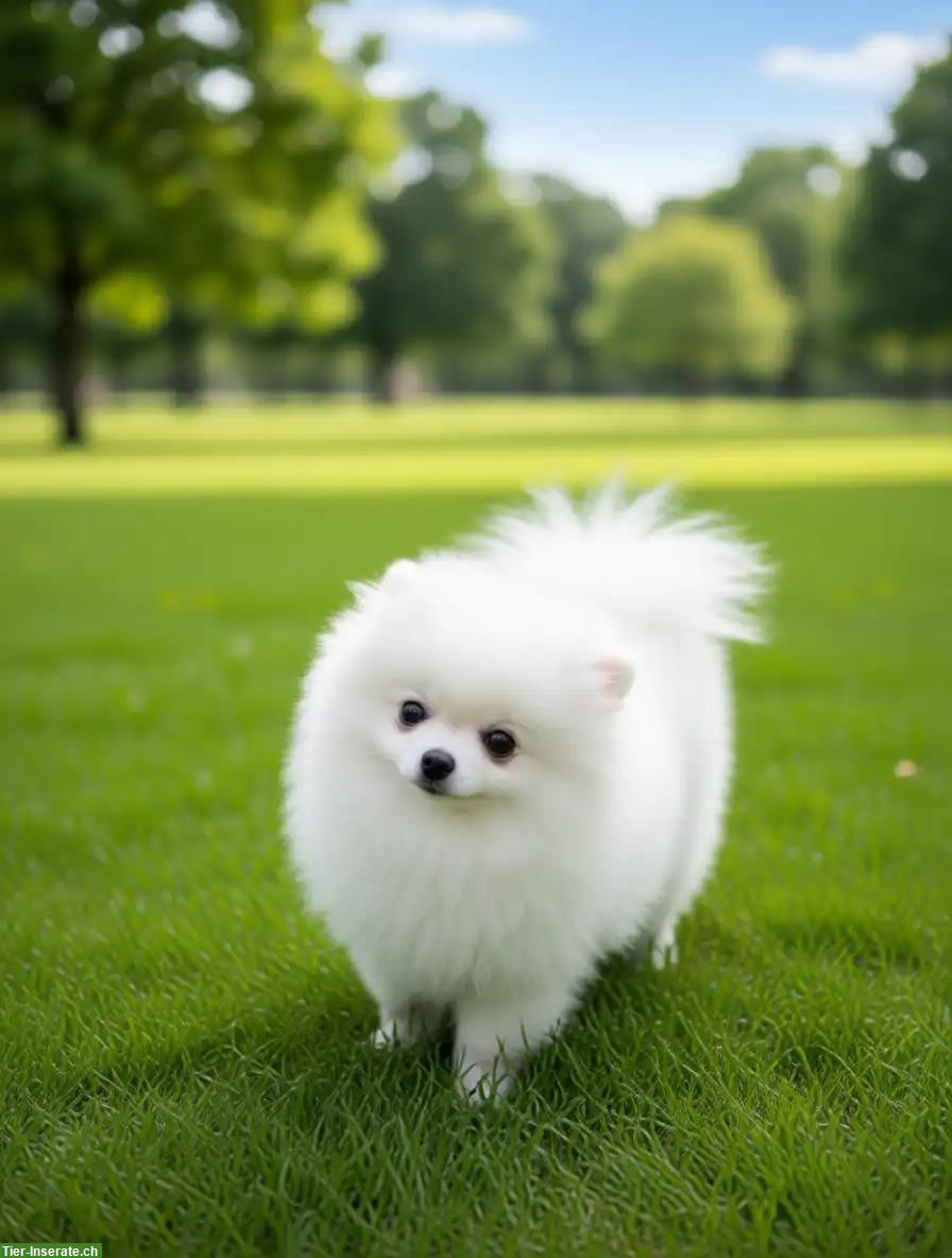 Bild 3: Pomeranian Welpen aus offizieller FCI-Hundezucht