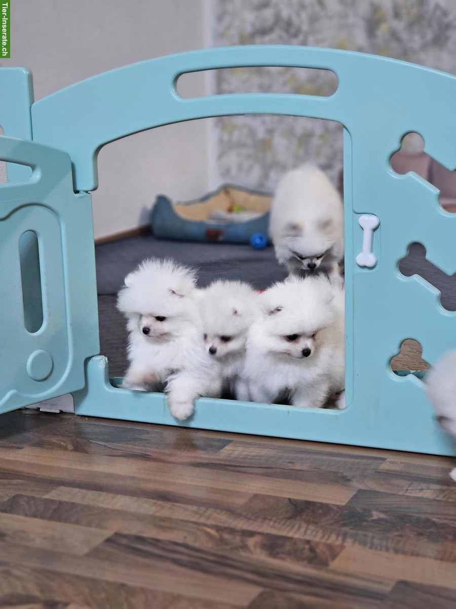 Bild 4: Pomeranian Welpen aus offizieller FCI-Hundezucht