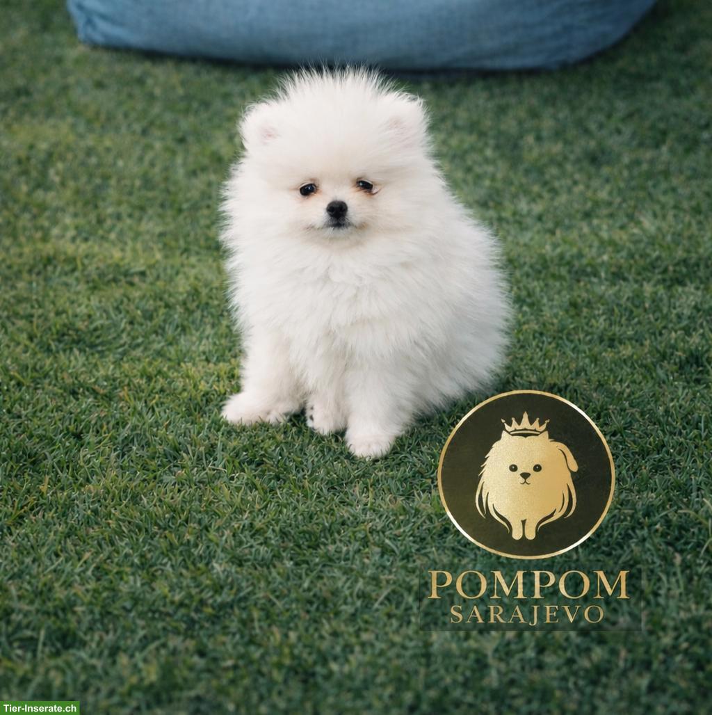 Bild 5: Pomeranian Welpen aus offizieller FCI-Hundezucht