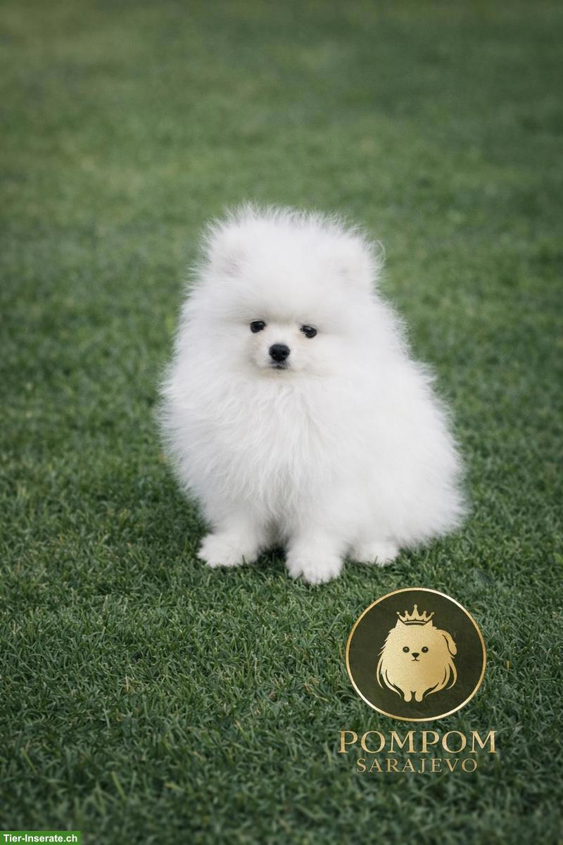 Bild 6: Pomeranian Welpen aus offizieller FCI-Hundezucht