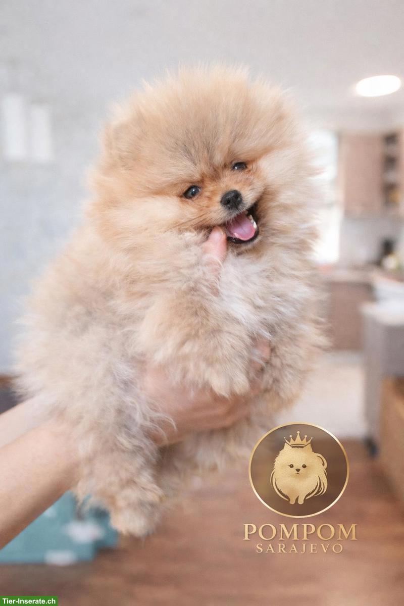 Bild 7: Pomeranian Welpen aus offizieller FCI-Hundezucht