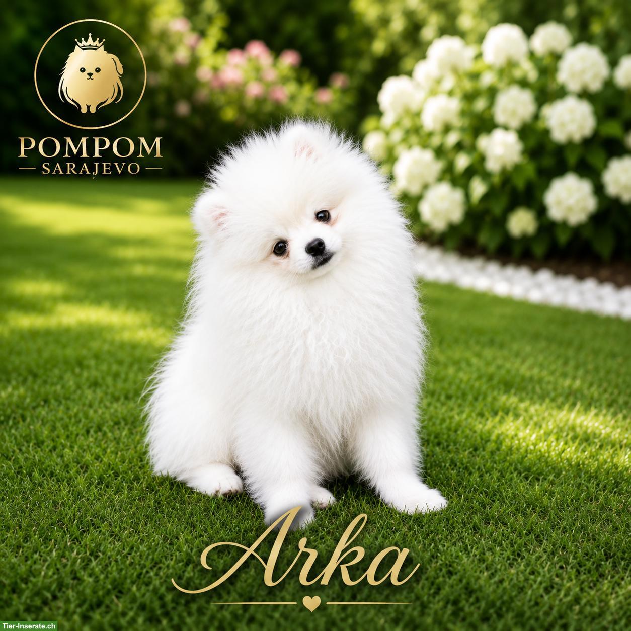 Bild 8: Pomeranian Welpen aus offizieller FCI-Hundezucht