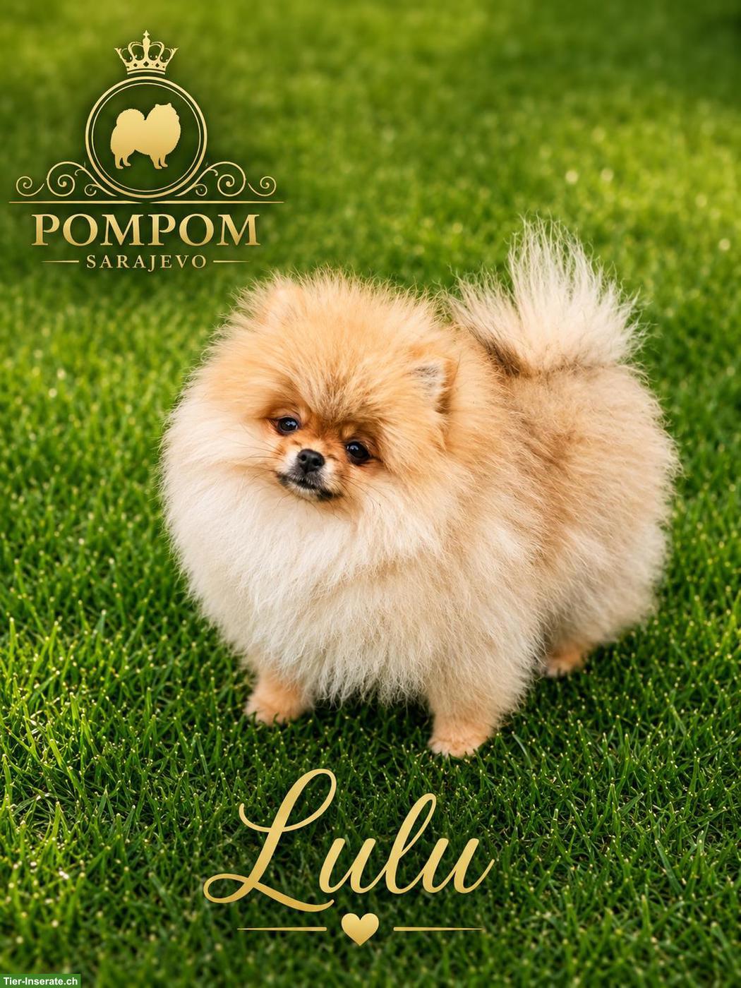 Bild 9: Pomeranian Welpen aus offizieller FCI-Hundezucht