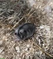 Dsungarischer Zwerghamster, grau/schwarz/weiss