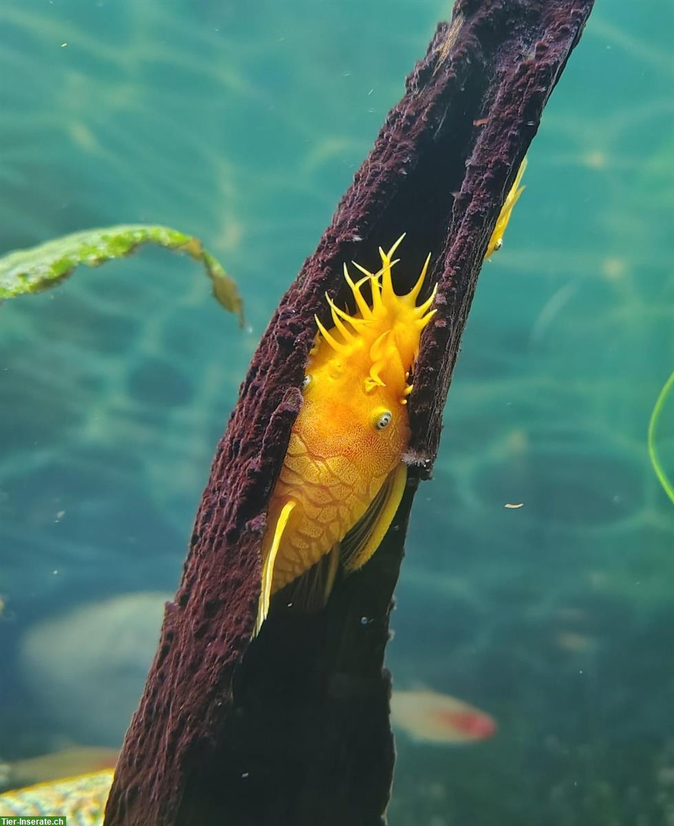 Gelber Blauaugen Antennenwels, ab ca. 3cm abzugeben