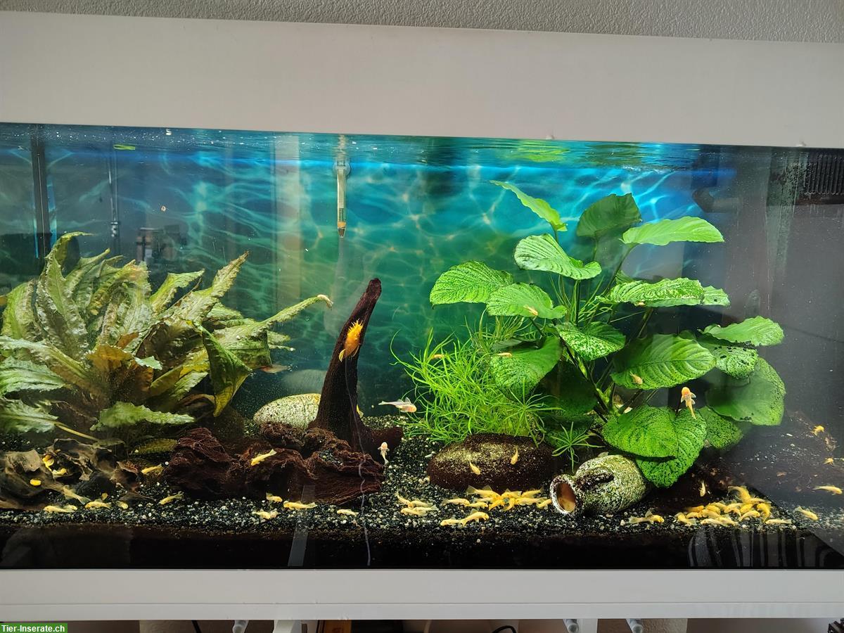 Bild 2: Gelber Blauaugen Antennenwels, ab ca. 3cm abzugeben