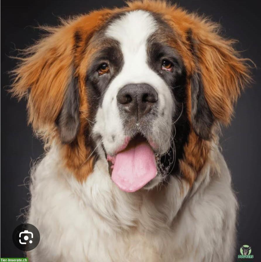 Bernhardiner gesucht für hundeerfahrene Familie mit Bauernhof