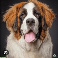 Bernhardiner gesucht für hundeerfahrene Familie mit Bauernhof